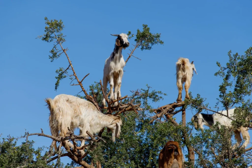 Argan