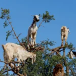 Argan