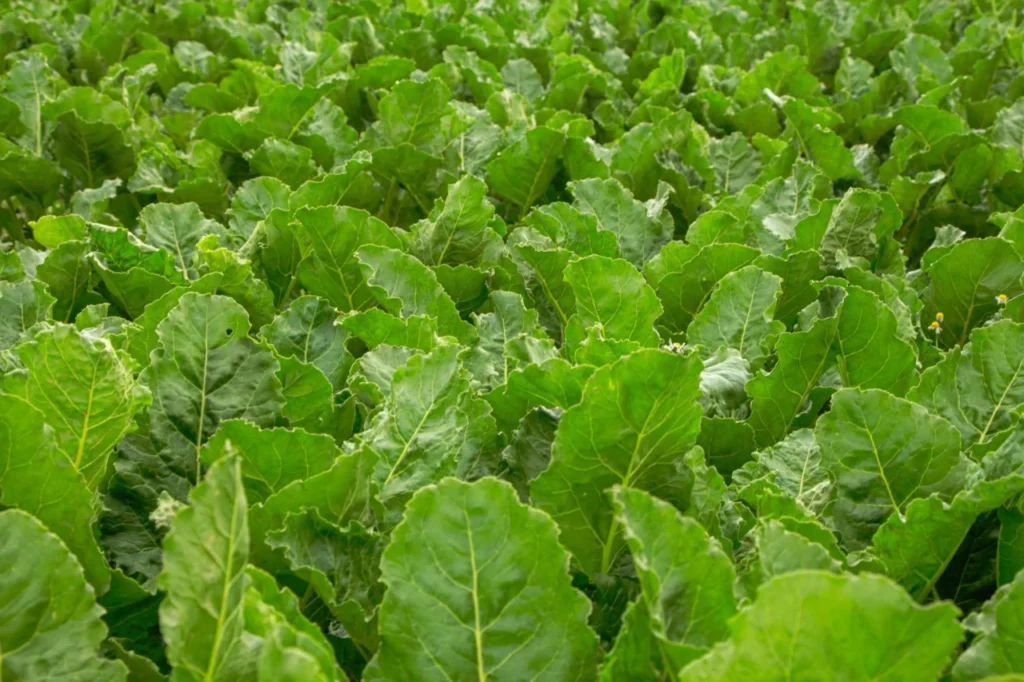 Esteróis Vegetais