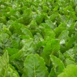 Esteróis Vegetais