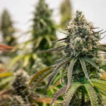 Terpeno
